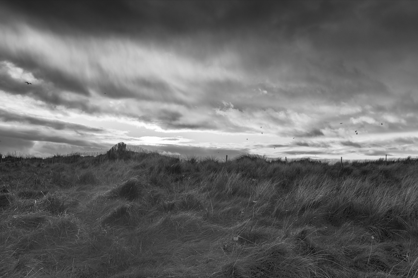 Une ligne de ganivelles suit la crête d'une dune couverte d'herbes couchées par le vent. Le ciel est strié de nuages étirés que traversent quelques oiseaux.