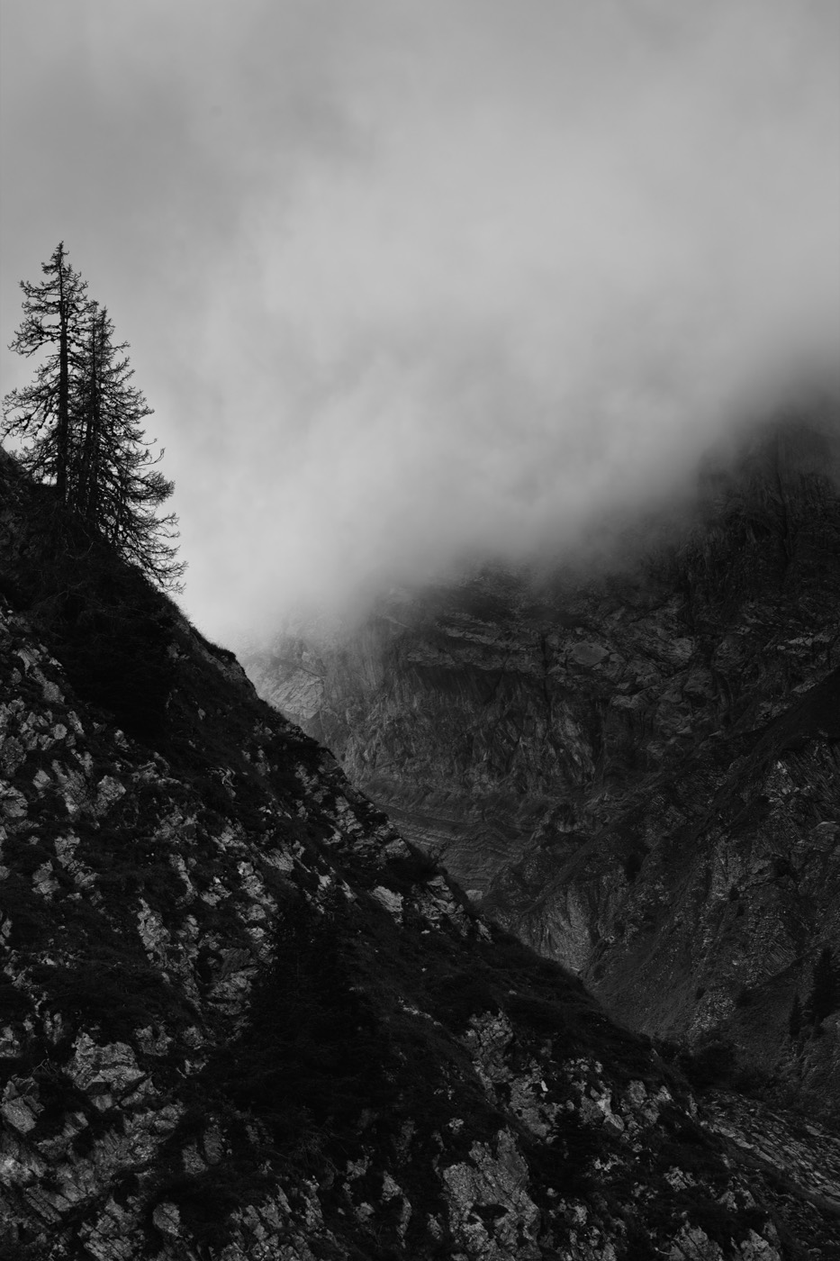 Un arbre isolé au bord d'une pente, le versant d'en face encore dans l'ombre.